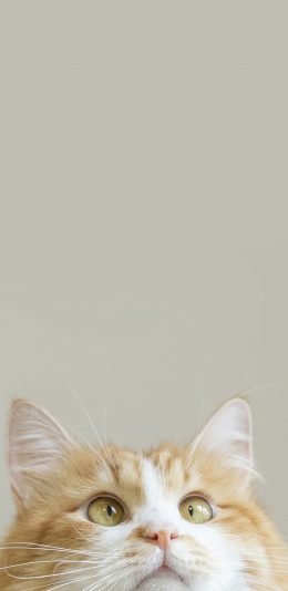 [2436x1125]猫咪 橘猫 肥胖 宠物 苹果手机壁纸图片