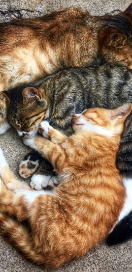 [2436x1125]猫咪 橘猫 野猫 抱团 苹果手机壁纸图片