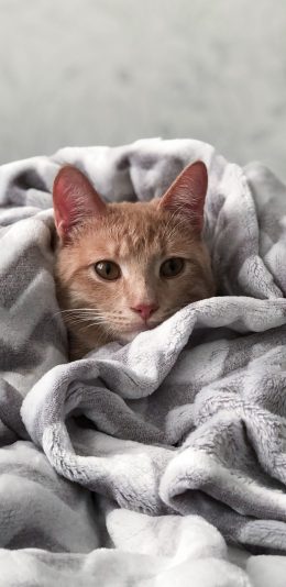 [2436x1125]猫咪 毛毯 宠物 橘猫 苹果手机壁纸图片
