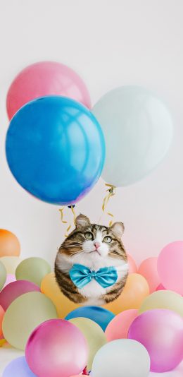 [2436x1125]猫咪 气球 肥胖 可爱 宠物 苹果手机壁纸图片
