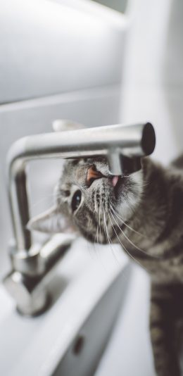 [2436x1125]猫咪 水龙头 宠物 饮水 苹果手机壁纸图片