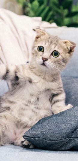 [2436x1125]猫咪 沙发  宠物 呆萌 苹果手机壁纸图片