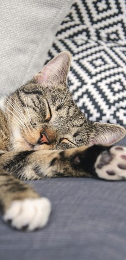 [2436x1125]猫咪 沙发 休憩 睡眠 苹果手机壁纸图片