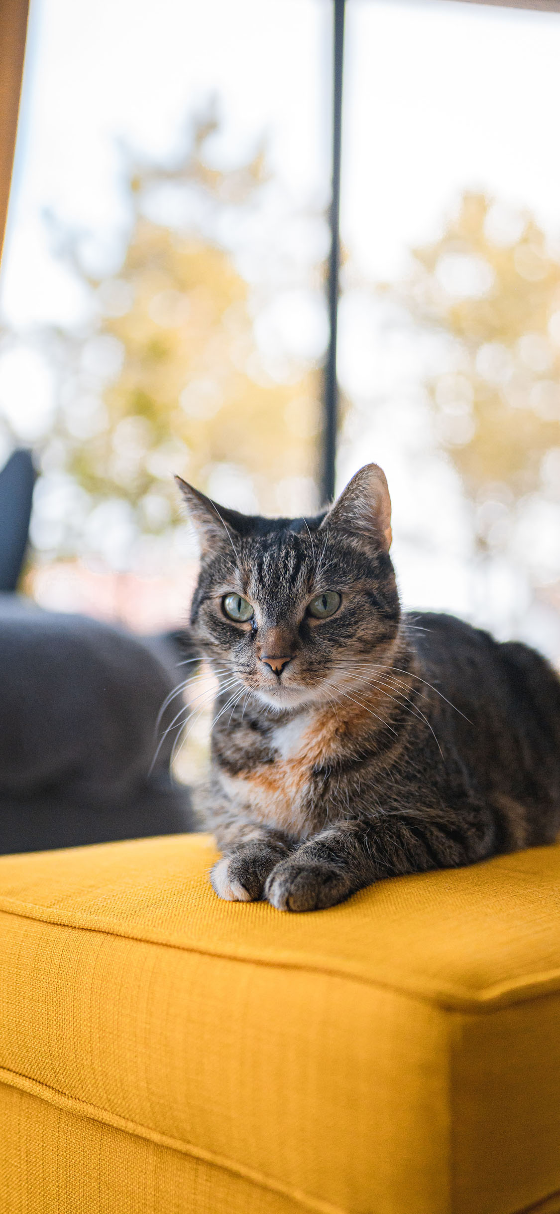 [2436×1125]猫咪 沙发 椅子 宠物 苹果手机壁纸图片