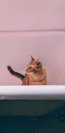 [2436x1125]猫咪 浴缸 宠物 橘猫 苹果手机壁纸图片