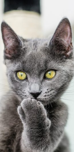 [2436x1125]猫咪 灰 宠物 皮毛 苹果手机壁纸图片