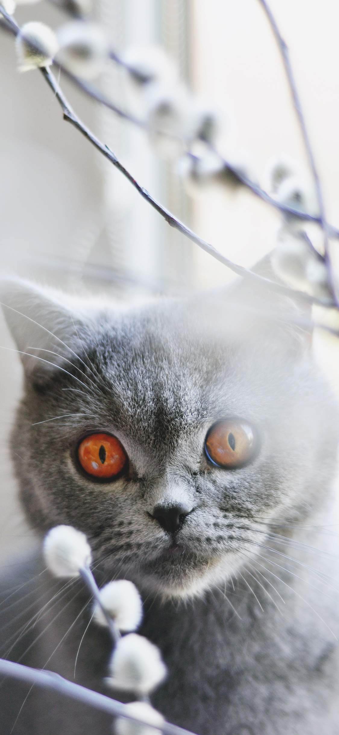 [2436×1125]猫咪 灰猫 喵星人 宠物 苹果手机壁纸图片