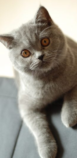 [2436x1125]猫咪 灰猫 喵星人 宠物 可爱 苹果手机壁纸图片