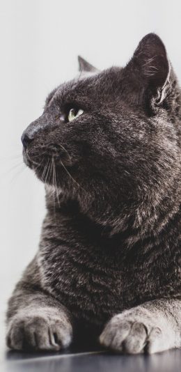 [2436x1125]猫咪 灰猫 宠物 可爱 苹果手机壁纸图片