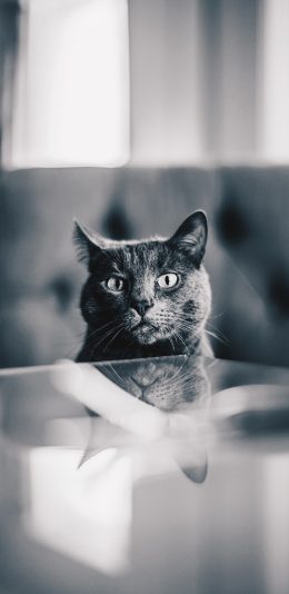 [2436x1125]猫咪 灰猫 宠物 灰白 苹果手机壁纸图片