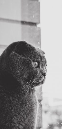 [2436x1125]猫咪 灰猫 宠物 窗台 苹果手机壁纸图片