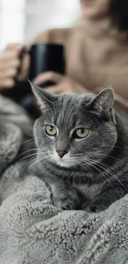 [2436x1125]猫咪 灰猫 毛毯 宠物 苹果手机壁纸图片