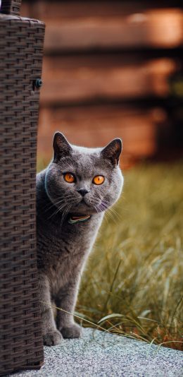 [2436x1125]猫咪 灰猫 角落 草地 苹果手机壁纸图片