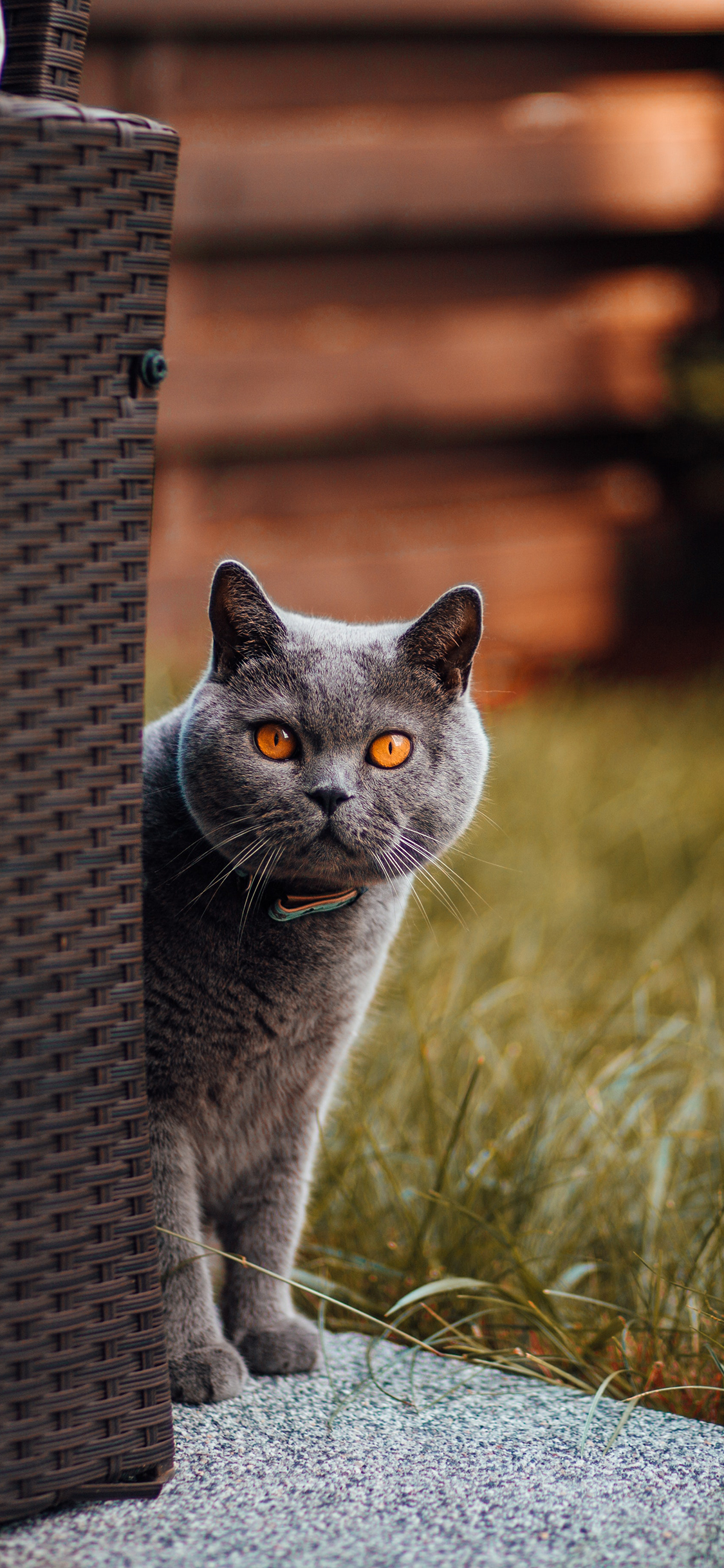 [2436×1125]猫咪 灰猫 角落 草地 苹果手机壁纸图片