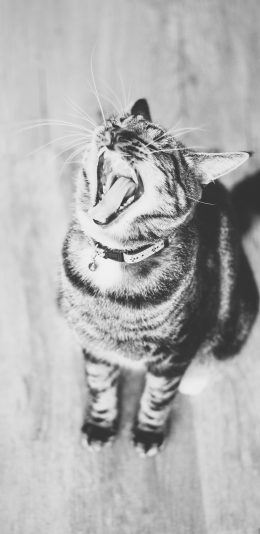 [2436x1125]猫咪 灰白 宠物 张嘴 苹果手机壁纸图片