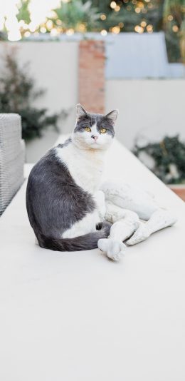 [2436x1125]猫咪 灰白 宠物 肥猫 苹果手机壁纸图片