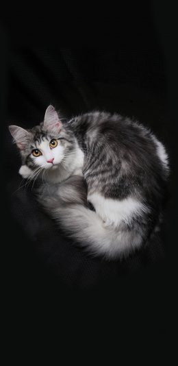 [2436x1125]猫咪 灰白 特写 宠物 苹果手机壁纸图片