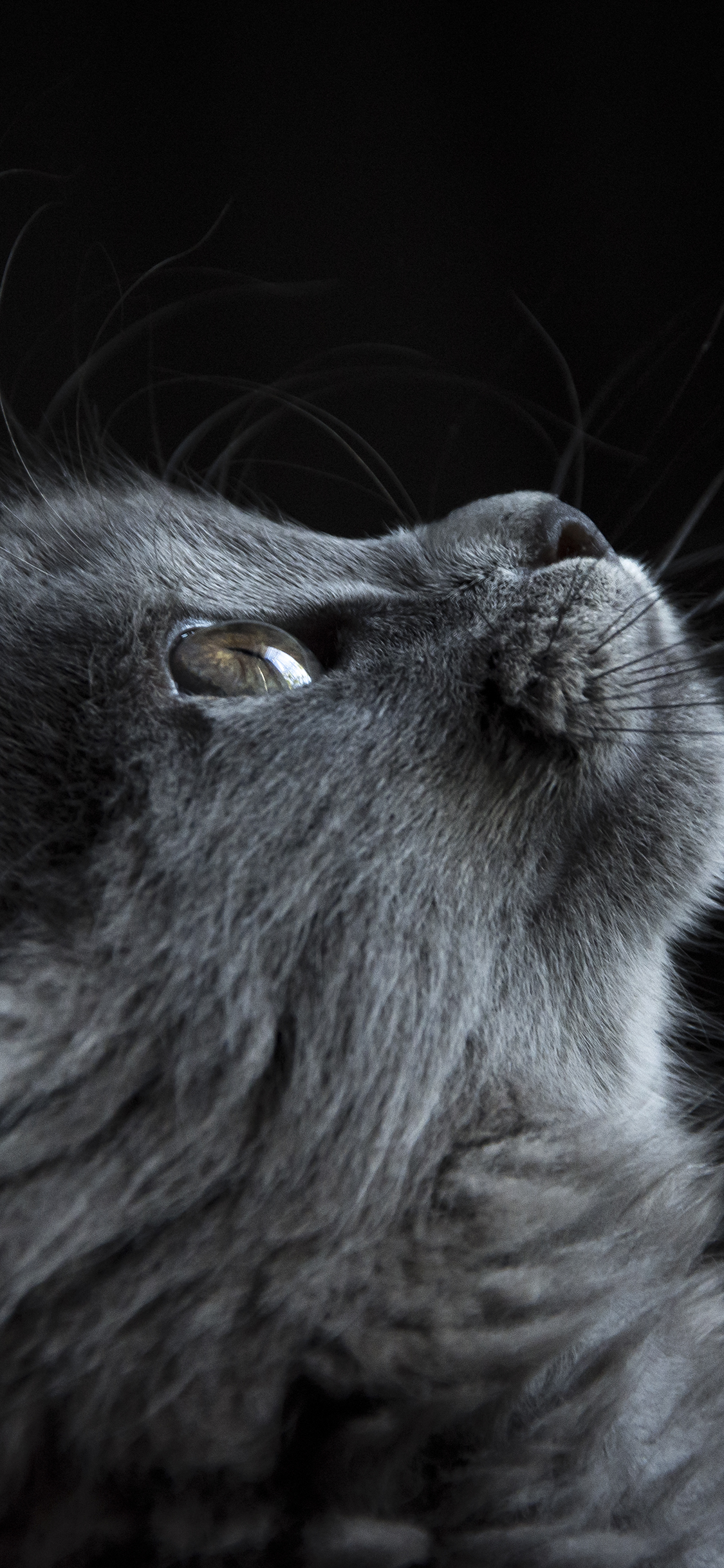 [2436×1125]猫咪 灰色 仰望 喵星人 宠物 苹果手机壁纸图片