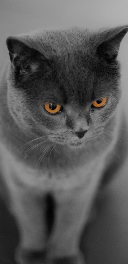 [2436x1125]猫咪 灰色 喵星人 可爱 宠物 苹果手机壁纸图片