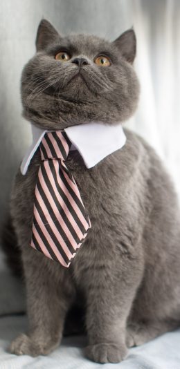[2436x1125]猫咪 灰色 喵星人 可爱 领带 宠物 苹果手机壁纸图片