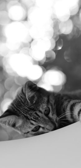 [2436x1125]猫咪 灰色 宠物 灰褐 苹果手机壁纸图片