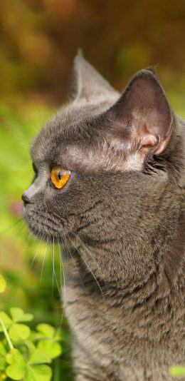 [2436x1125]猫咪 灰色 草丛 宠物 喵星人 苹果手机壁纸图片