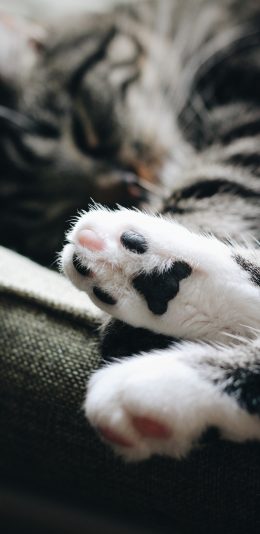 [2436x1125]猫咪 爪子 猫爪 肉掌 苹果手机壁纸图片