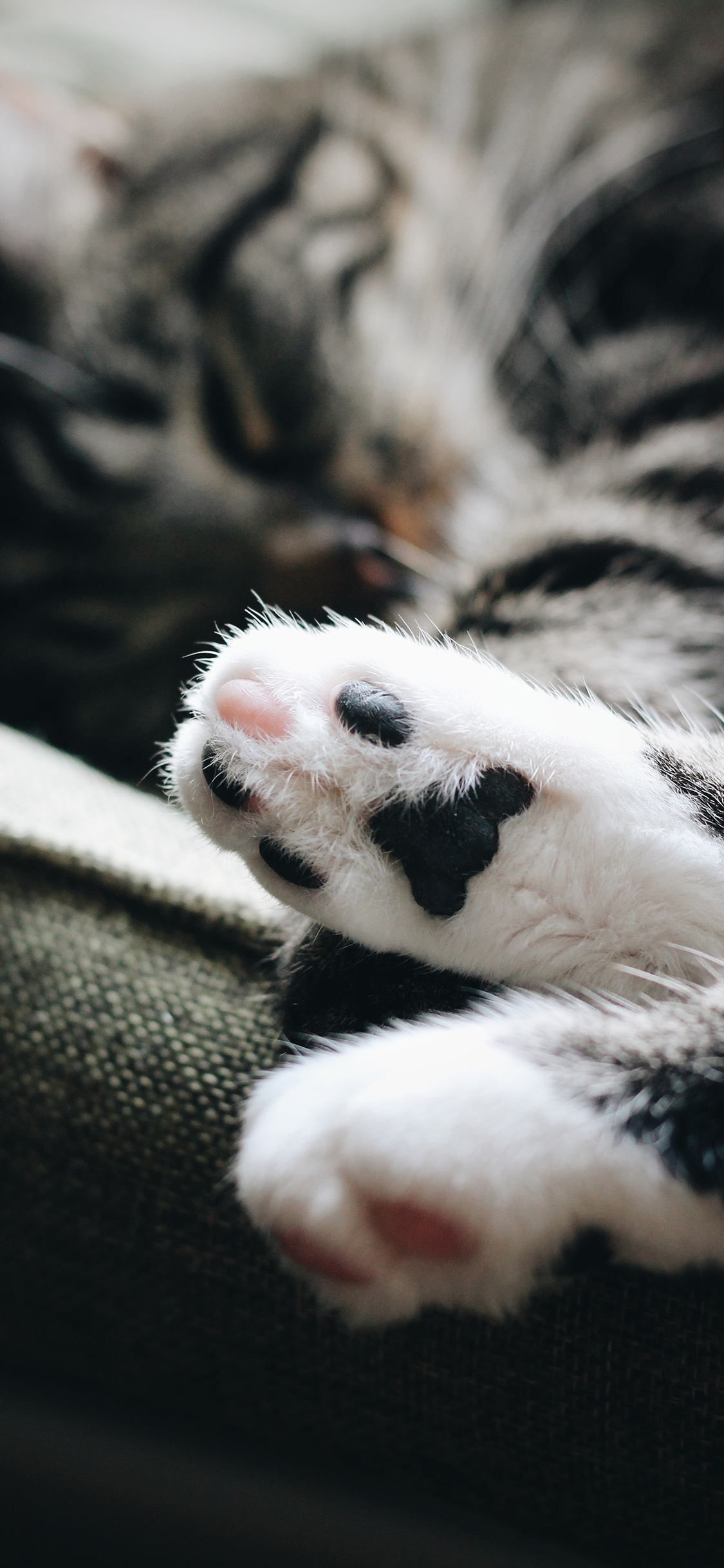 [2436×1125]猫咪 爪子 猫爪 肉掌 苹果手机壁纸图片