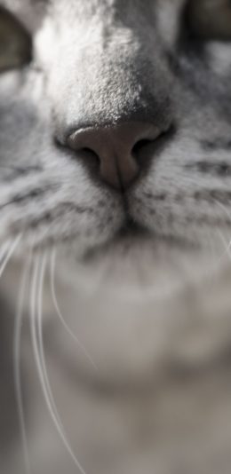 [2436x1125]猫咪 特写 喵星人 宠物 苹果手机壁纸图片