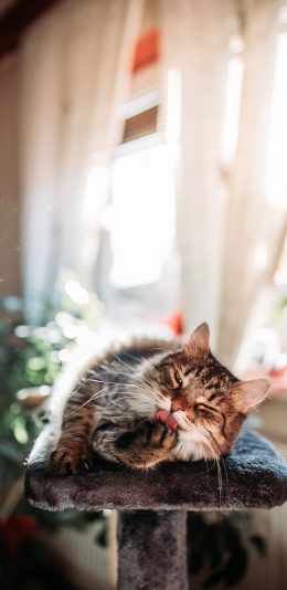 [2436x1125]猫咪 猫架 舔爪 宠物 苹果手机壁纸图片