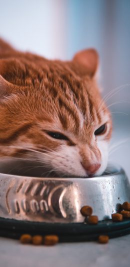 [2436x1125]猫咪 猫粮 橘猫 宠物 苹果手机壁纸图片