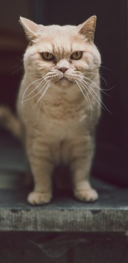 [2436x1125]猫咪 白猫 凶横 猫须 苹果手机壁纸图片