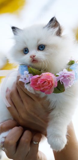 [2436x1125]猫咪 白猫 可爱 萌 宠物 喵星人 苹果手机壁纸图片