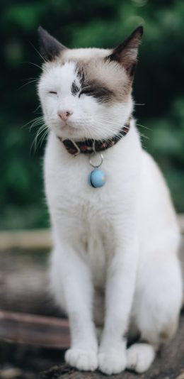 [2436x1125]猫咪 白猫 宠物 苹果手机壁纸图片