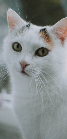 [2436x1125]猫咪 白猫 宠物 可爱 苹果手机壁纸图片