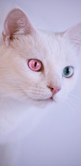 [2436x1125]猫咪 白猫 宠物 喵星人 异瞳 苹果手机壁纸图片