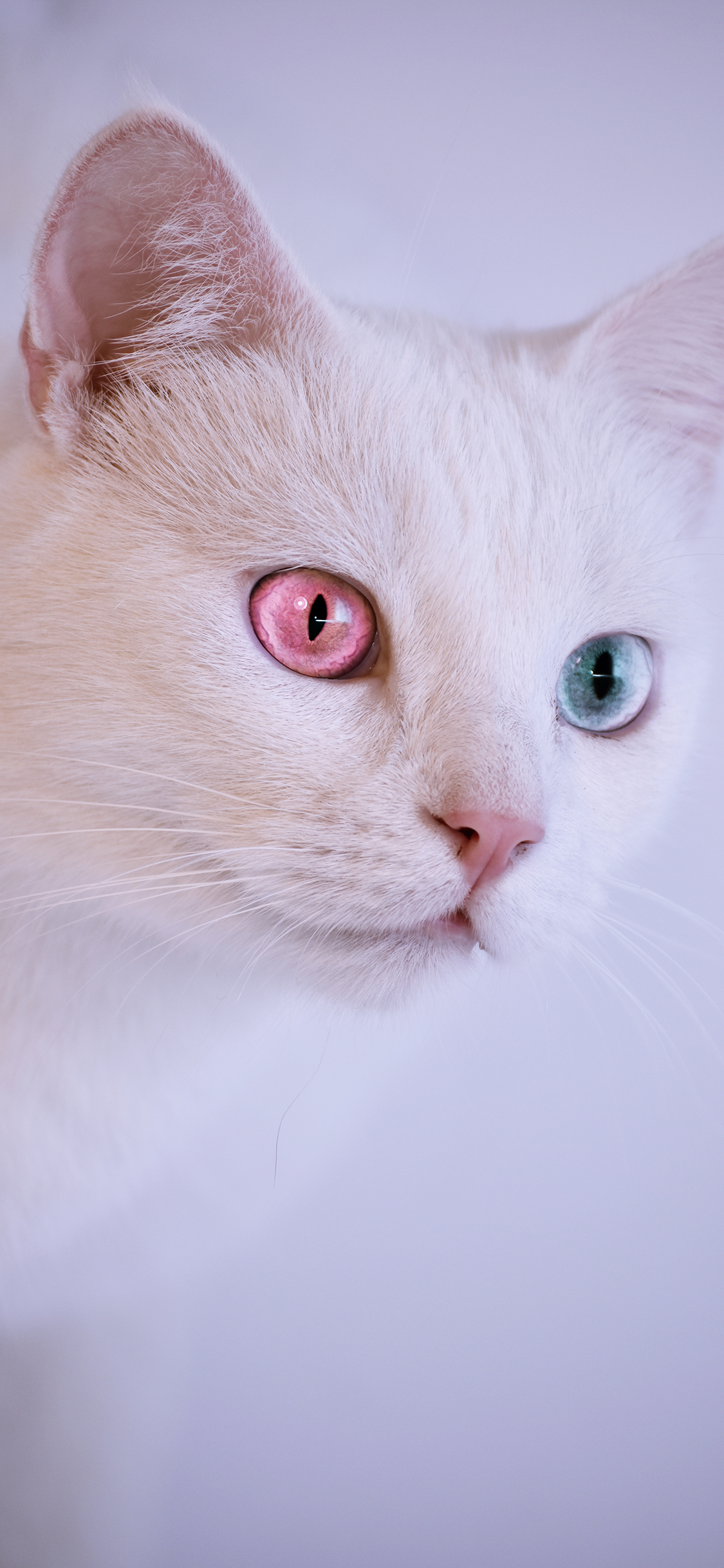[2436×1125]猫咪 白猫 宠物 喵星人 异瞳 苹果手机壁纸图片