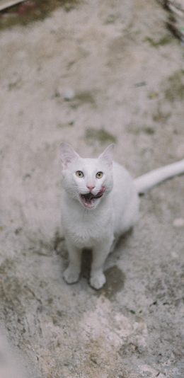 [2436x1125]猫咪 白猫 宠物 黄瞳 苹果手机壁纸图片