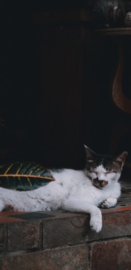 [2436x1125]猫咪 白猫 睡觉 苹果手机壁纸图片