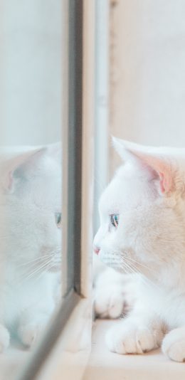 [2436x1125]猫咪 白猫 窗台 宠物 苹果手机壁纸图片