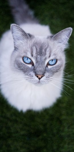 [2436x1125]猫咪 白色 眼瞳 蓝色 霸气 宠物 苹果手机壁纸图片
