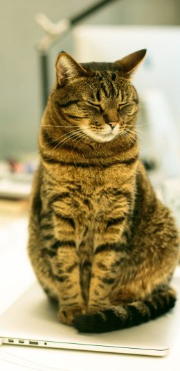 [2436x1125]猫咪 皮毛 宠物 站立 苹果手机壁纸图片