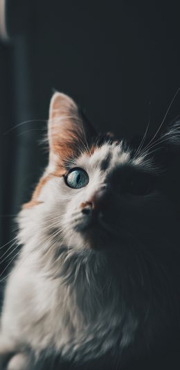 [2436x1125]猫咪 皮毛 胡须 宠物 苹果手机壁纸图片