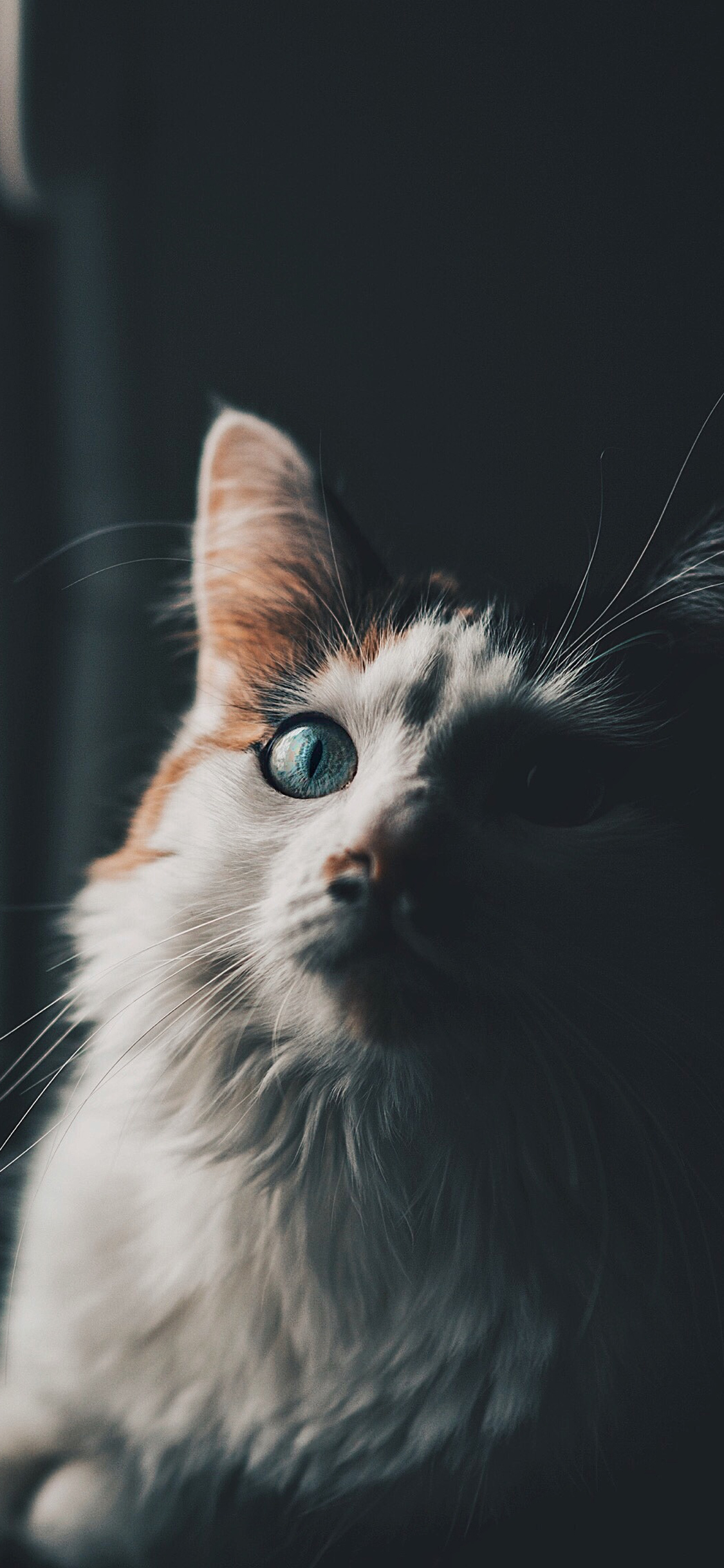 [2436×1125]猫咪 皮毛 胡须 宠物 苹果手机壁纸图片