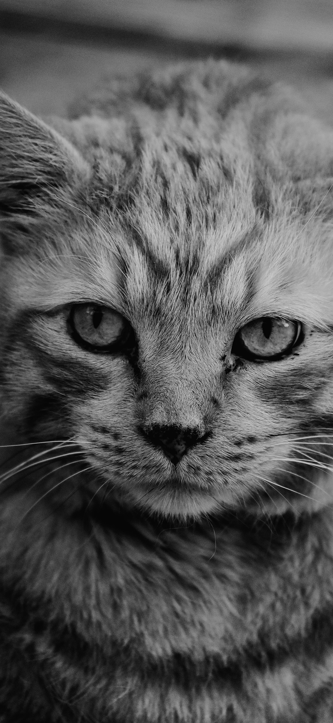 [2436×1125]猫咪 皮毛 胡须 宠物 灰白 苹果手机壁纸图片