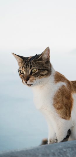 [2436x1125]猫咪 皮毛 花猫 野猫 苹果手机壁纸图片