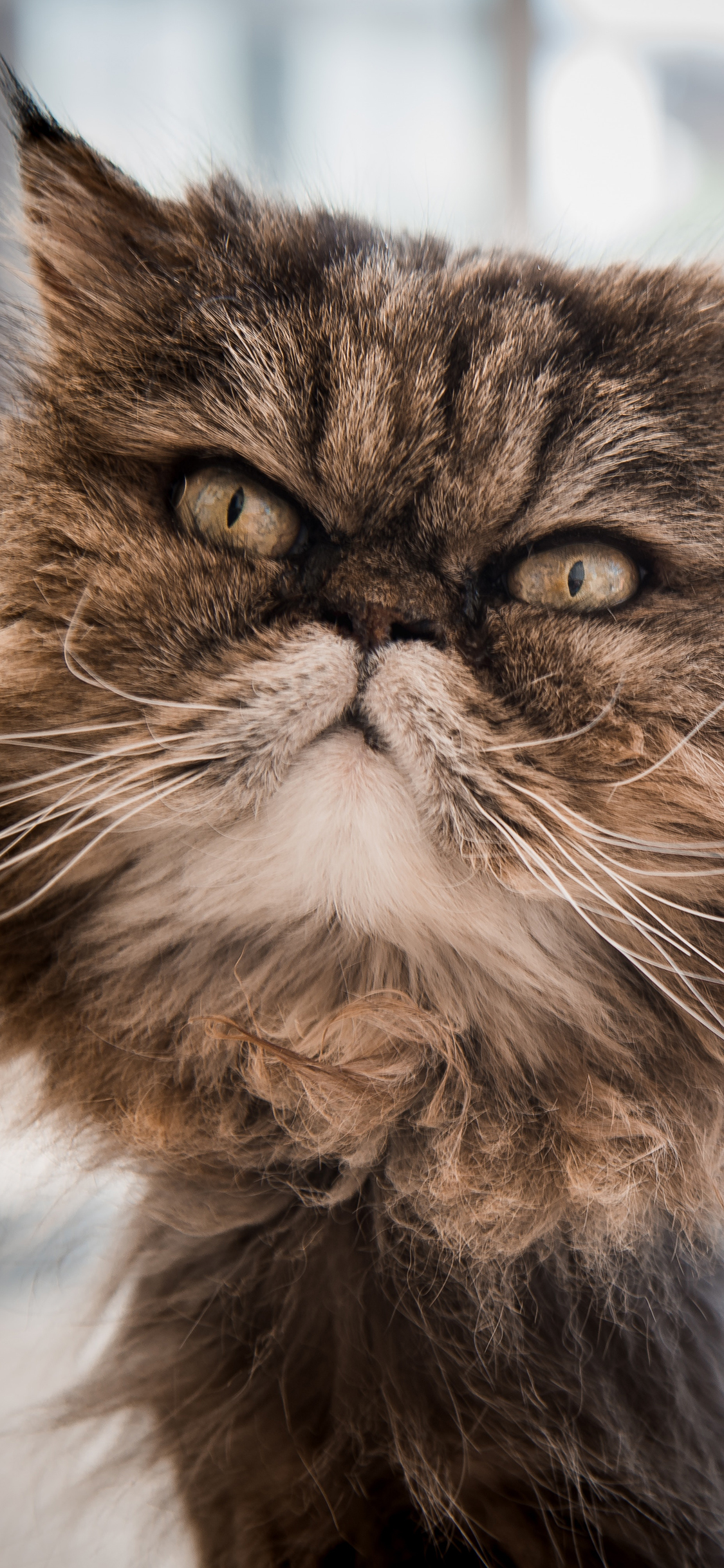 [2436×1125]猫咪 皮毛 蓬松 宠物 加菲猫 苹果手机壁纸图片