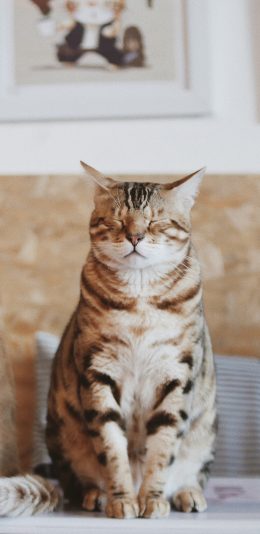 [2436x1125]猫咪 皮毛 闭眼 肥猫 苹果手机壁纸图片