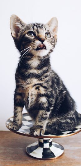 [2436x1125]猫咪 盘子 宠物 花猫 苹果手机壁纸图片