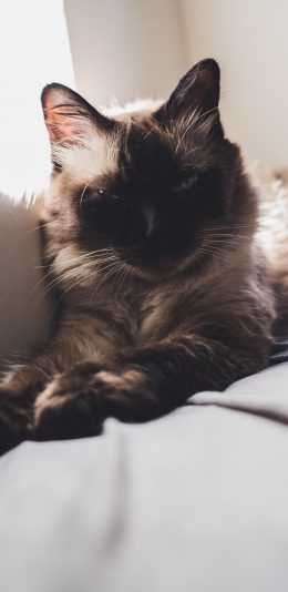 [2436x1125]猫咪 眯眼 宠物 皮毛 苹果手机壁纸图片